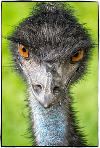 Emu