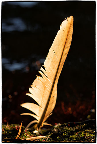 Feather