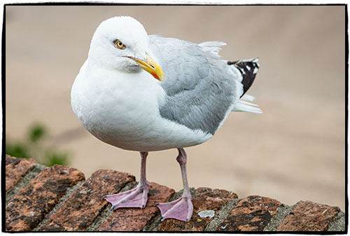 Seagull